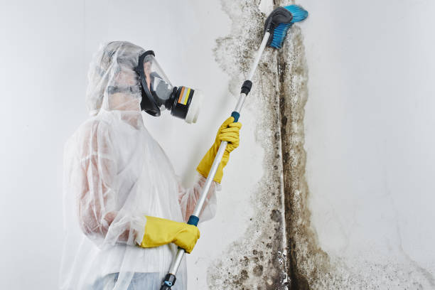Best Basement Mold Remediation in Radisson, NY