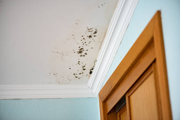 Best Residential Mold Remediation in Radisson, NY