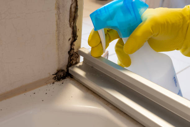 Best Post-Flood Mold Remediation in Radisson, NY